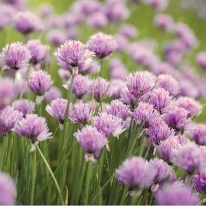 Meet your Posher, Gianna